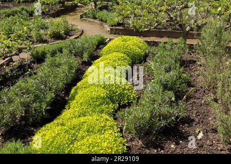 Ein gut gestalteter Kräutergarten an einem hellen Sommertag Stockfoto