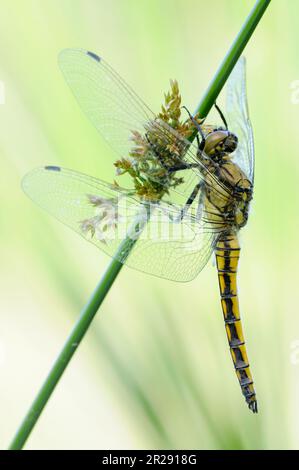 Schwarzschwanzskimmer / Grosser Blaupfeil ( Orthetrum cancellatum ), der im Frühling auf einer Rush Rod ruht, einheimische Libelle, Tierwelt, Europa. Stockfoto