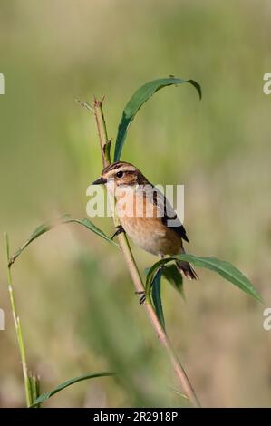 Whinchat / Braunkehlchen ( Saxicola rubetra ) männlich in Zuchtkleidung, hoch oben auf einem Zweig, gefährdeter Vogel von offenem Grasland, Wildtiere, Europa. Stockfoto