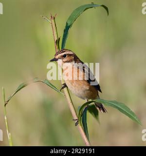 Whinchat / Braunkehlchen ( Saxicola rubetra ) männlich in Zuchtkleidung, hoch oben auf einem Zweig, gefährdeter Vogel von offenem Grasland, Wildtiere, Europa. Stockfoto