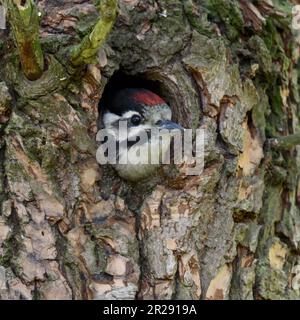 Größere / Buntspecht / Buntspecht (Dendrocopos major), juvenile, Küken, aus dem Nest hole, Europa suchen. Stockfoto