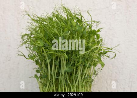 Nahaufnahme von Erbsen-Mikrogrün mit Samen und Wurzeln. Keimende Mikrogrüner. Saatgutkeimung zu Hause. Vegane und gesunde Ernährung Konzept. Mikrogrün. Gr Stockfoto