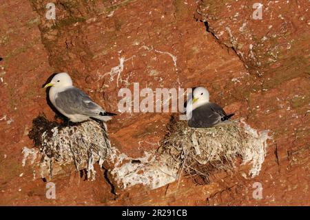 Schwarzbein Kittiwake / Dreizehenmoewe ( Rissa tridactyla ), Möwen, Aufzucht an der roten Klippe von Helgoland, Vogelgestein, Deutschland, Wildtiere, Europa. Stockfoto