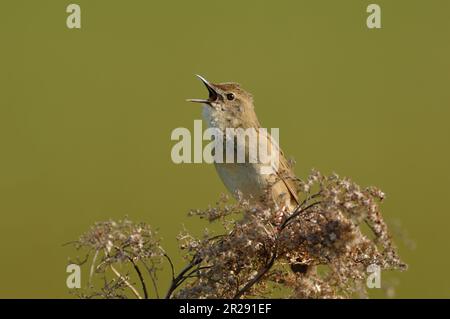 Gewöhnlicher Grashüpfer/Feldschwirl ( Locustella naevia ) im Frühling, lauter Gesang, Werfen, Wildtiere, Europa. Stockfoto