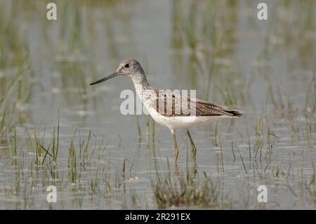 Greenshank / Grünschenkel ( Tringa nebularia ) im flachen Wasser einer überfluteten Wiese, Wildtiere, Europa. Stockfoto