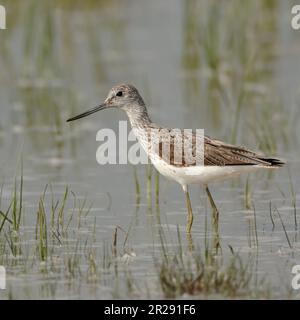 Greenshank / Grünschenkel ( Tringa nebularia ) im flachen Wasser einer überfluteten Wiese, Wildtiere, Europa. Stockfoto