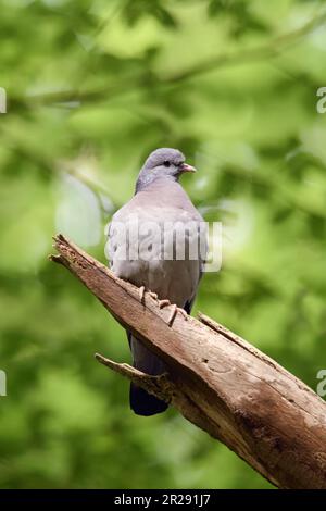 Stock Dove / hohltaube (Columba oenas) in einem Baum im Wald unter Laub von alten Buchen, Wildlife, Europa thront. Stockfoto