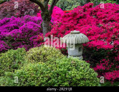 Japanischer Garten im Clingendael Park in Den Haag, Niederlande Stockfoto