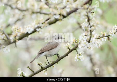 Kleiner Weißdorn / Klappergrasmücke ( Sylvia curruca ) hoch oben in einer schönen weißen blühenden Hecke aus Weißdorn, Weißdorn ( Crataegus ), Wildtieren, EUR Stockfoto