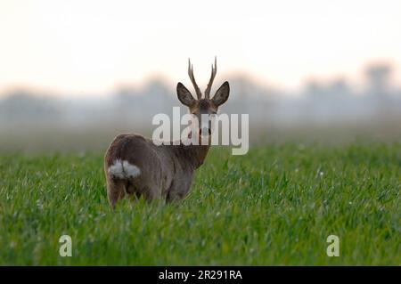 Rotwild / Reh ( Capreolus capreolus ), starker Bock, steht auf jungen Weizenfeldern, beobachtet über seine Schulter, frühmorgendliches Licht, Wildtiere, Europa. Stockfoto