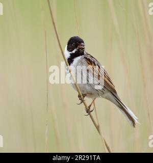 Reed Bunting / Rohrammer ( Emberiza schoeniclus ), männlicher Erwachsener, hoch oben auf einem Phragmiten-Schilfstamm, Gesang, schöne Umgebung, Wildtiere Europa. Stockfoto