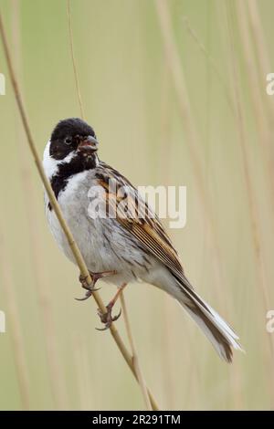 Reed Bunting / Rohrammer ( Emberiza schoeniclus ), männlicher Erwachsener, hoch oben auf einem Phragmiten-Schilfstamm, Gesang, schöne Umgebung, Wildtiere Europa. Stockfoto