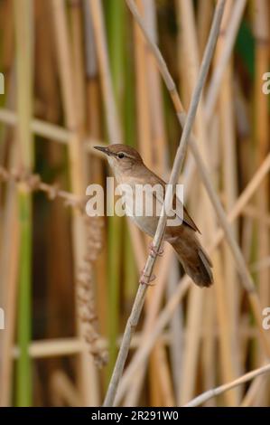 Savis Warbler / Rohrschwirl ( Locustella luscinioides ) in seinem typischen Lebensraum, im Schilf, hoch oben auf Schilf, beobachten, Wildife, Europa. Stockfoto