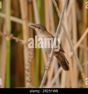 Savis Warbler / Rohrschwirl ( Locustella luscinioides ) in seinem typischen Lebensraum, im Schilf, hoch oben auf Schilf, beobachten, Wildife, Europa. Stockfoto