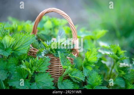 Frische Brennnesseln in einem Nesselbusch im Wald. Ein Korb mit frisch geernteten Brennnesseln. Urtica dioica, oft als gewöhnliche, stechende oder Stockfoto