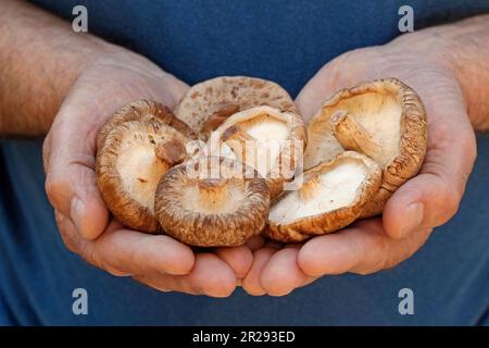 Shiitake. Lentinula edodes. Stockfoto