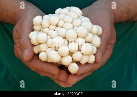 Shimeji bunapi. Weißbuchenpilze. Hypsizygus tessulatus. Stockfoto