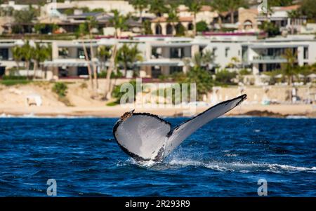 Schwanz des Buckelwals (Megaptera novaeangliae) vor dem Hintergrund der mexikanischen Küste. Mexiko. Das Meer von Cortez. Kalifornische Halbinsel. Stockfoto