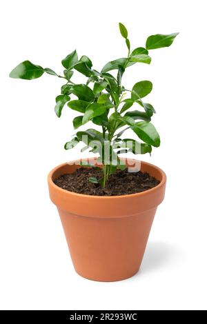 Topfpflanze der Citrus hystrix, isoliert auf weißem Hintergrund Stockfoto