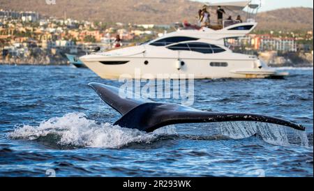 Schwanz des Buckelwals (Megaptera novaeangliae) im Hintergrund des Vergnügungsschiffs und der mexikanischen Küste. Mexiko. Das Meer von Cortez. Kalifornien Penins Stockfoto