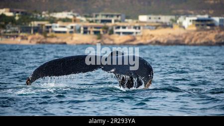 Schwanz des Buckelwals (Megaptera novaeangliae) vor dem Hintergrund der mexikanischen Küste. Mexiko. Das Meer von Cortez. Kalifornische Halbinsel. Stockfoto