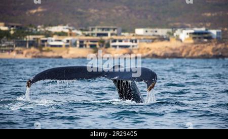 Schwanz des Buckelwals (Megaptera novaeangliae) vor dem Hintergrund der mexikanischen Küste. Mexiko. Das Meer von Cortez. Kalifornische Halbinsel. Stockfoto