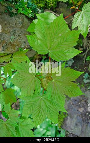 Ahornbaum. Acer pseudoplatanus. Bild von Blättern Stockfoto