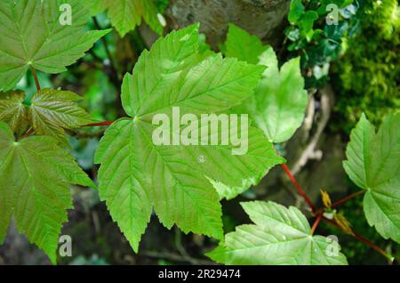 Ahornbaum. Acer pseudoplatanus. Bild von Blättern Stockfoto
