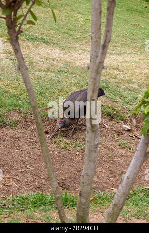 Rotnaped Ibis, sieh dir den Baumstamm an Stockfoto