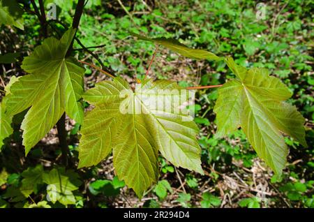 Ahornbaum. Acer pseudoplatanus. Bild von Blättern Stockfoto