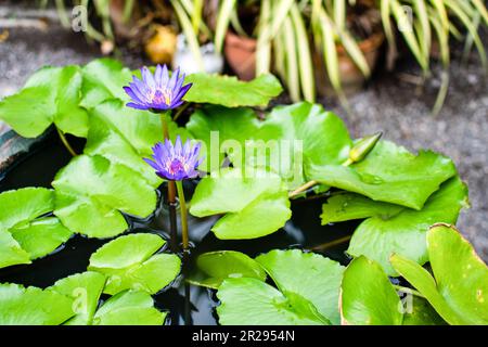 Nahaufnahme ein Zwillingslotus blüht zusammen in einem Wasserbehälter mit grünen Blättern und Unschärfe im Hintergrund. Stockfoto