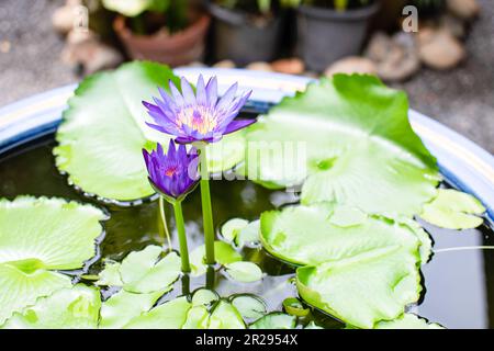 Nahaufnahme ein Zwillingslotus blüht zusammen in einem Wasserbehälter mit grünen Blättern und Unschärfe im Hintergrund. Stockfoto