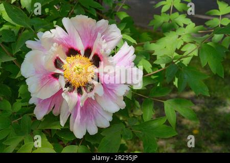 Paeonia suffruticosa wächst im Gewächshaus. Weiße Pflanze. Kultiviert für seine prunkvollen Blumen. Stockfoto