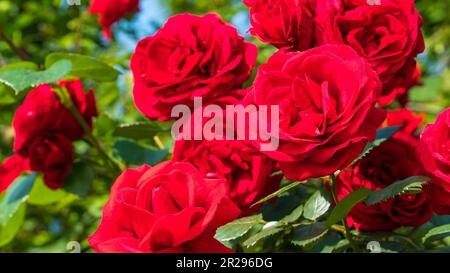 Rote Rose. Nahaufnahme von china in einem Garten. Selektiver Fokus enthalten Stockfoto