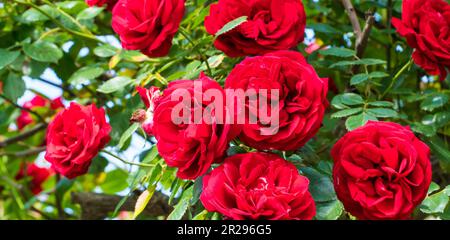 Rote Rose. Nahaufnahme von china in einem Garten. Selektiver Fokus enthalten Stockfoto