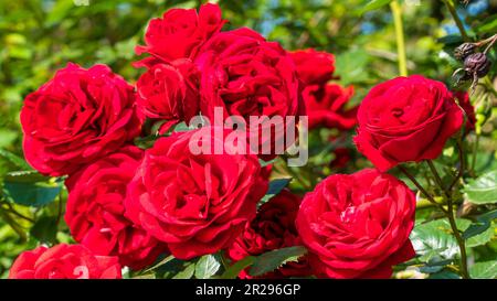 Rote Rose. Nahaufnahme von china in einem Garten. Selektiver Fokus enthalten Stockfoto