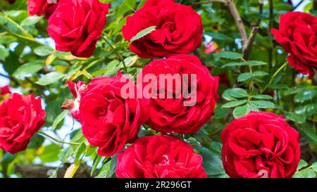 Rote Rose. Nahaufnahme von china in einem Garten. Selektiver Fokus enthalten Stockfoto