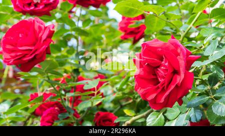 Rote Rose. Nahaufnahme von china in einem Garten. Selektiver Fokus enthalten Stockfoto