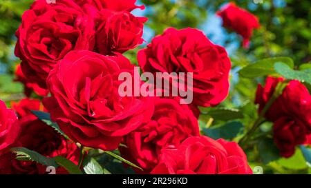 Rote Rose. Nahaufnahme von china in einem Garten. Selektiver Fokus enthalten Stockfoto
