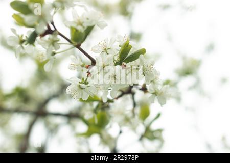 Blüten auf den Apfel- und Birnenbäumen im Frühling Stockfoto