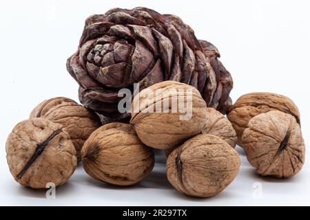 Eine Handvoll strukturierter Walnüsse auf weißem Hintergrund und brauner Kiefernkegel mit Nüssen innen auf weißem Hintergrund. Gesundes Essen. Hochwertiges Foto. Isoliert. Stockfoto