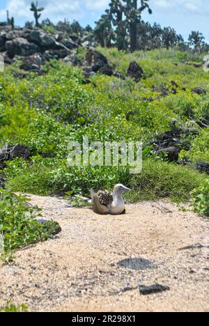 Ein blauer Booby am Strand Playa de los Perros auf der Insel Santa Cruz. Galapagosinseln, Ecuador. Stockfoto