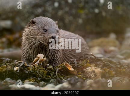 Wilde Otter (Lutra lutra), die sich zwischen den Felsen auf der Insel Mull, Schottland, ernähren Stockfoto