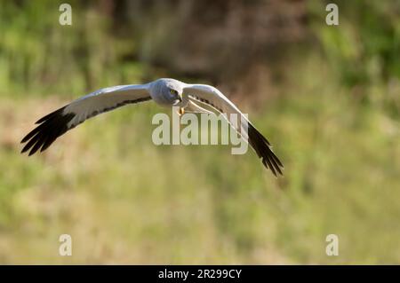 Atemberaubende Jagd auf die Beute auf der Insel Mull, Schottland Stockfoto