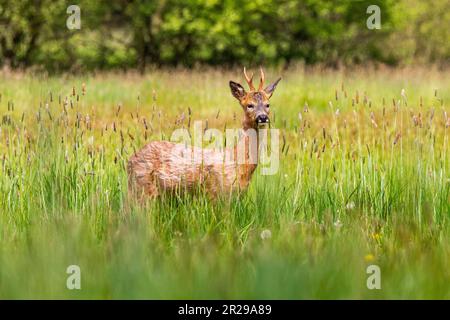 Ein junger Reh, der sich im Frühling auf einer Wiese ernährt, Norfolk Stockfoto