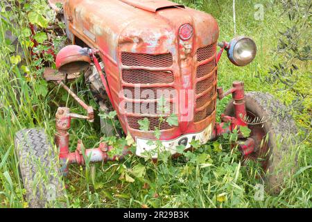 Detail eines alten roten Zetor-Traktors, hergestellt in der Tschechoslowakei, überwuchert mit Unkraut und Gras, auf einem Feld, Episkopi, Paphos, Republik Zypern Stockfoto