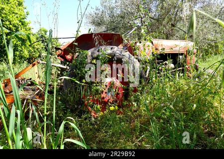 Alter roter Zetor-Traktor, hergestellt in der Tschechoslowakei, mit Unkraut und Gras überwuchert, auf einem Feld, Episkopi, in der Nähe von Paphos, Republik Zypern Stockfoto