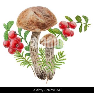 Wilde Pilze, rote wilde Beeren und Moos Wasserfarben handgemalte botanische, realistische Illustration. Waldbohnen und Cranberry isoliert auf weißem Rückgrat Stockfoto