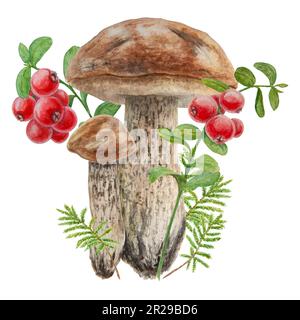 Wilde Pilze, rote wilde Beeren und Moos Wasserfarben handgemalte botanische, realistische Illustration. Waldbohnen und Cranberry isoliert auf weißem Rückgrat Stockfoto