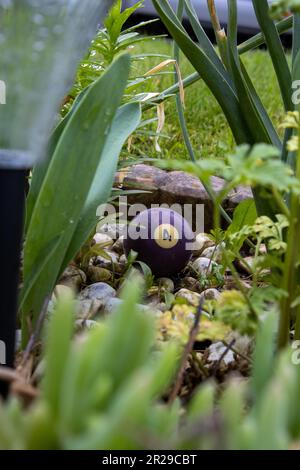 Poolball in einem regnerischen Garten Stockfoto